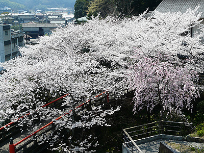 2012sakura_2.jpg