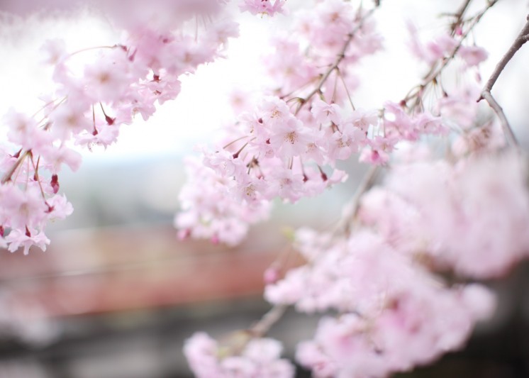 庭園を彩る花々たち