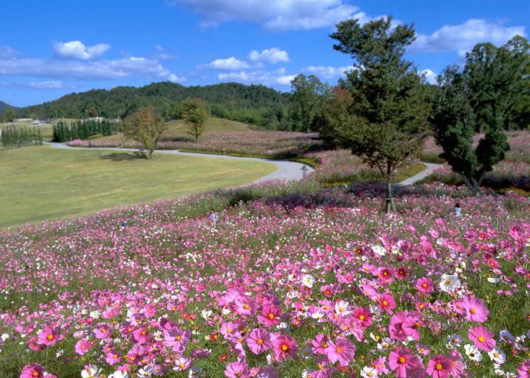 【国営讃岐まんのう公園】秋に美しく咲き並ぶコスモス