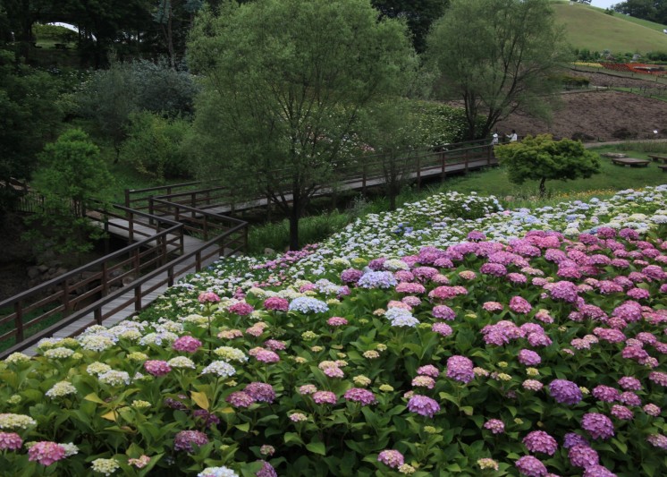 【国営讃岐まんのう公園】梅雨時期しか楽しめないあじさい