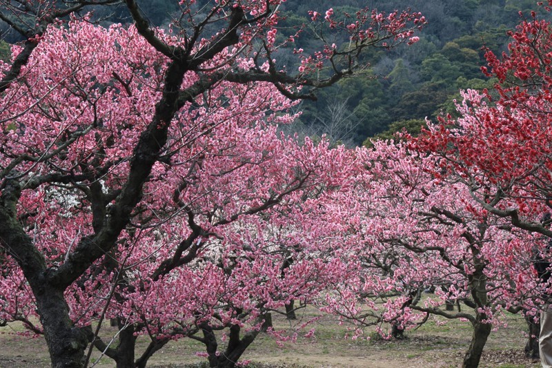 特別名勝 栗林公園 梅の花が見頃を迎えます トピックス詳細 公式 琴平花壇 琴平の温泉 こんぴら温泉郷の旅館