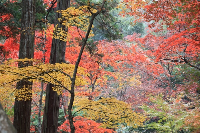 秋の彩りを楽しめる紅葉狩りスポット トピックス詳細 公式 琴平花壇 琴平の温泉 こんぴら温泉郷の旅館