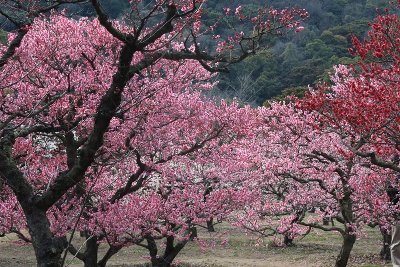 特別名勝 栗林公園】梅の花が見頃を迎えます | トピックス詳細