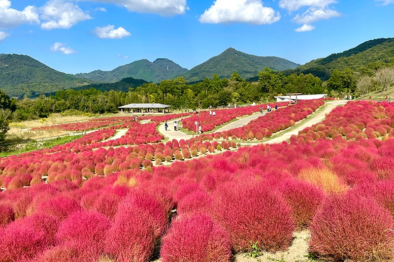国営讃岐まんのう公園「秋！色どりフェスタ」開催！ | トピックス詳細