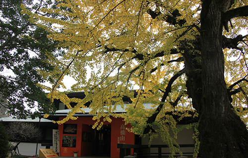 image:Takahashi Yuichi Museum 