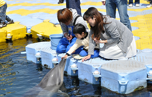 image:Japan Dolphin Center