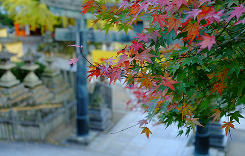 image:Kotohira-gu Shrine