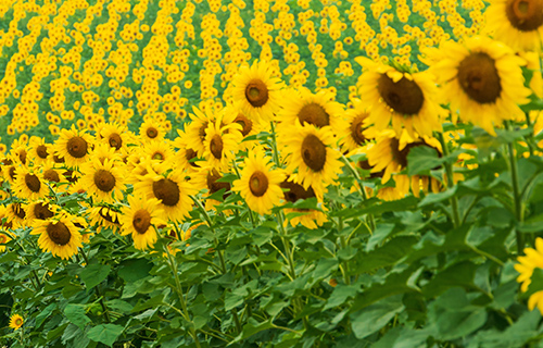 image:Nakayama Sunflower Farm