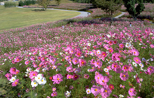 画像:国営讃岐まんのう公園